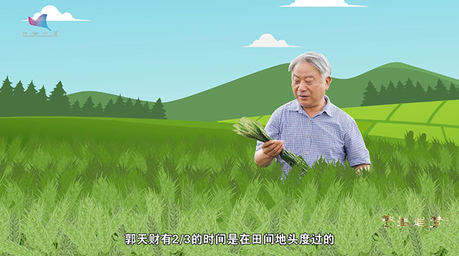 郭天财:四十六年如一日 为小麦高产“问诊把脉” 郭天财:四十六年如一日 为小麦高产“问诊把脉”